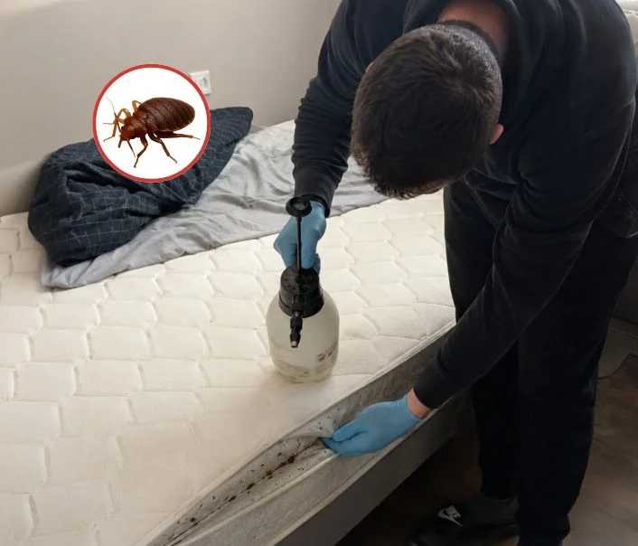 Technicien traitant un matelas contre les punaises de lit à Quincy-sous-Sénart